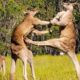 Unbelievable!!!  Funny Animal Fights Moments Caught On Camera #woavideos