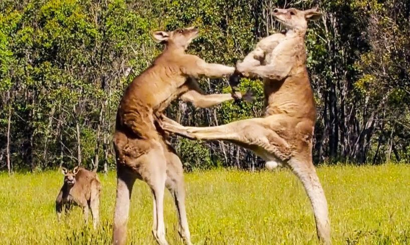 Unbelievable!!!  Funny Animal Fights Moments Caught On Camera #woavideos