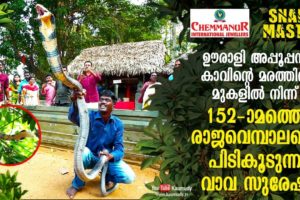 Vava Suresh rescues 152nd King Cobra from Oorali Appooppan Kavu tree top | Snakemaster | EP 420