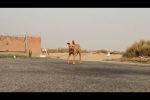 WESTON - Another Truck Stop, Another Abandoned Dog