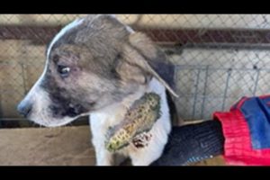 WOWW ! ! Puppy Rescued From Parasites And Mangoworms! RESCATE ANIMALES 2021 猫からワームを取り除く