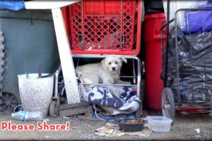 We Rescued A Dog Under A Shopping Cart, But You Won't Believe How This Story Ends! A Must See!