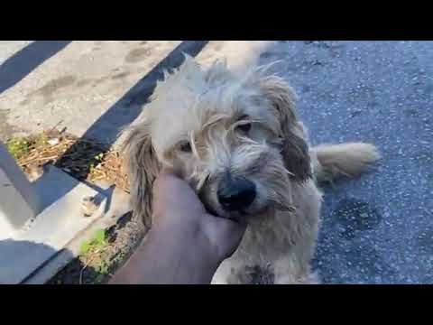 We found this dog outside the supermarket - Takis Shelter