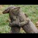 Weirdest Animal Fights In The World