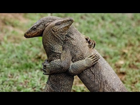 Weirdest Animal Fights In The World