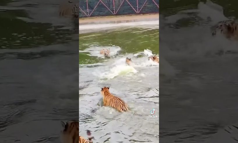 What Happened 😳😳 Duck playing with tigers. #tigers #animals #shorts A TV