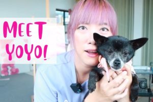 Where To Adopt a Dog From China? Yoyo's Story and More!