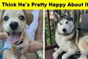 Wholesome Rescue Pet Pics To Heal Your Soul