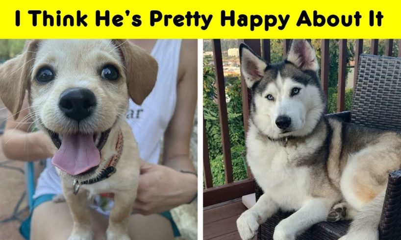 Wholesome Rescue Pet Pics To Heal Your Soul
