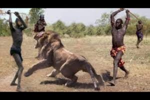 Wild Animal Fights Caught On Camera, Wild Animals Attacks, Wild Animals Ultimate Fights