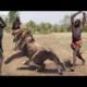 Wild Animal Fights Caught On Camera, Wild Animals Attacks, Wild Animals Ultimate Fights