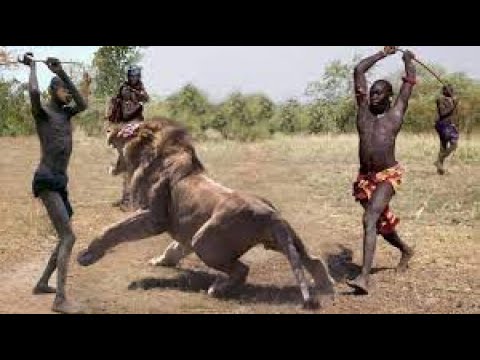 Wild Animal Fights Caught On Camera, Wild Animals Attacks, Wild Animals Ultimate Fights