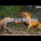 Wild Animal Fights That Will Blow Your Mind 🔥