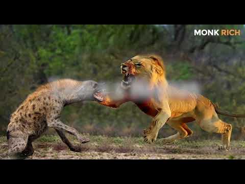 Wild Animal Fights That Will Blow Your Mind 🔥