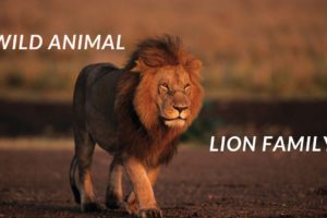 Wild Animals | Lion Family HD Video | Lions Cubs playing | Lion Roar.