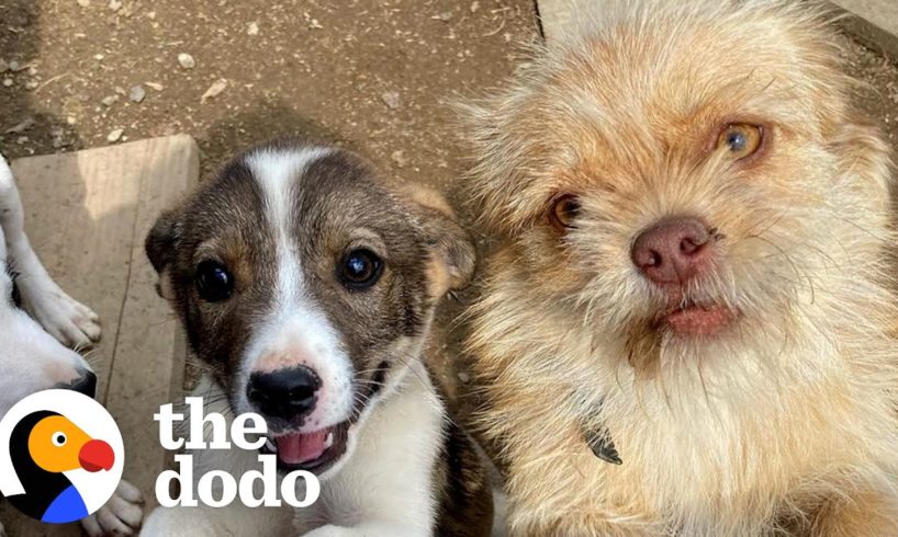 Woman Sees Abandoned Puppies Every Day, So She Fills Her Car Up With Them | The Dodo Heroes