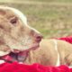 Woman won't take vacations due to ailing senior dog