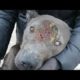 Woww ! ! Stray Dog Rescued From Parasites And Mangoworms! RESCATE ANIMALES 2021 猫からワームを取り除く