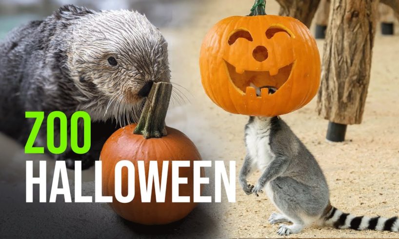 Zoo Animals Playing with Pumpkins (Halloween 2021)