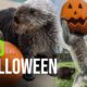 Zoo Animals Playing with Pumpkins Part II (Halloween 2021)
