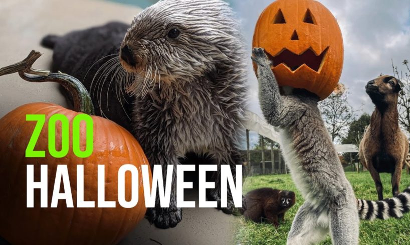 Zoo Animals Playing with Pumpkins Part II (Halloween 2021)