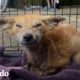 Zorro salvaje enfermo se vuelve tan bonito y juguetón | El Dodo