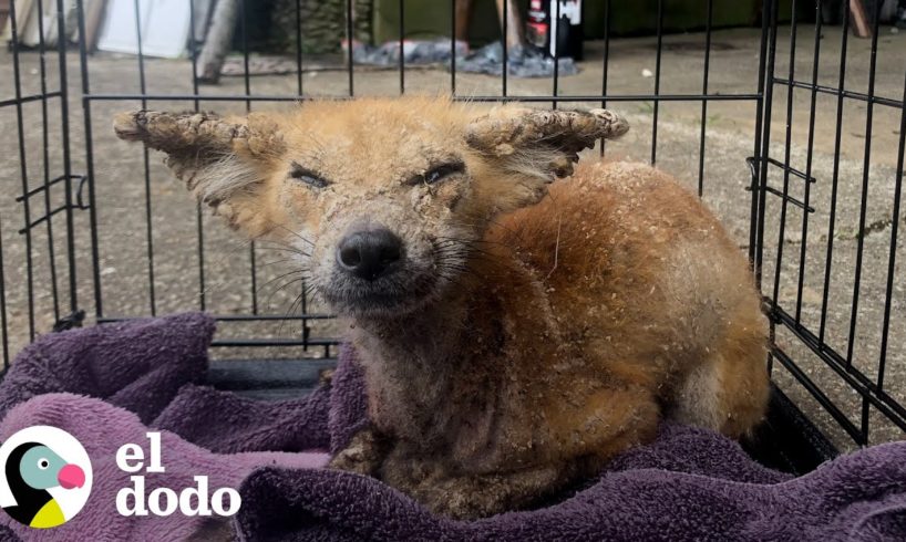 Zorro salvaje enfermo se vuelve tan bonito y juguetón | El Dodo