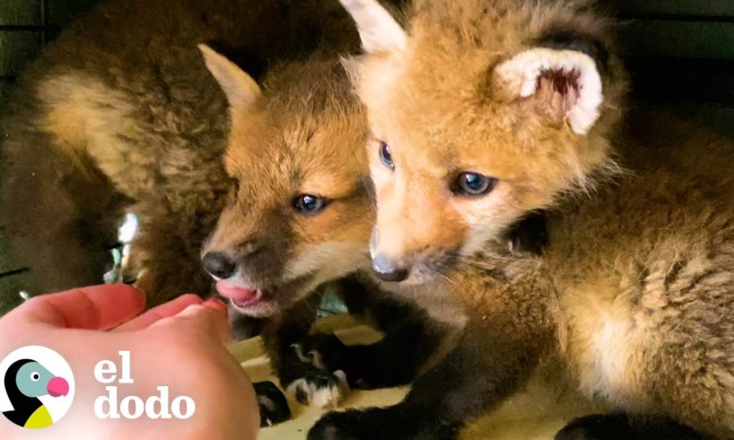 Zorros bebés gruńones se convierten en unos dormilones en las piernas de su rescatador | El Dodo