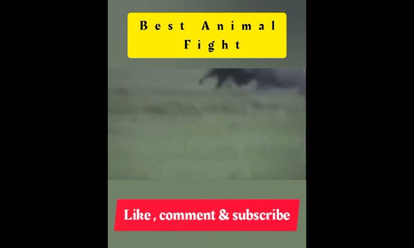 animal crossing | animal dance cocomelon | funny animal videos 2021 | animals fighting videos