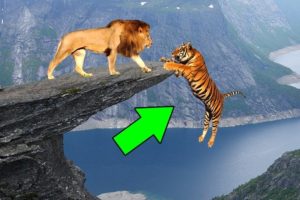 animal fights lion vs tiger