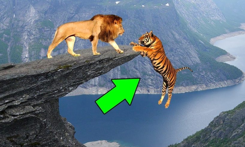 animal fights lion vs tiger