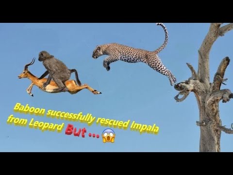 animal fights,predator vs prey videos,wild animal,amazing wild animals attacks,man saves crocodile