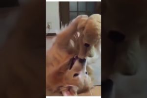 aww #howsweet #funnyvideo  #shorts #playfulpets #animals #dogs #hood fights