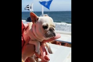 bulldog Puppy - Cutest Puppies - French Bulldog #Shorts