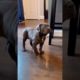 cute Cane Corso Puppy | Cutest dogs| #shorts #funnypets #cutedogs #canecorso #pets #dogs #animals