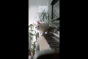 cute and funny cat playing #cute #funny #cute animals #shorts