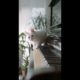 cute and funny cat playing #cute #funny #cute animals #shorts