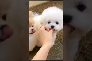 cutest puppies friends eating and and enjoy