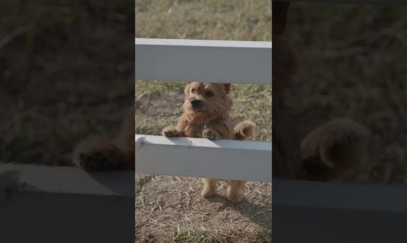 cutest puppies in the world 2021 #short #shorts