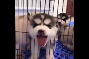 cutest puppies kittens dogs cats adorable cute funny