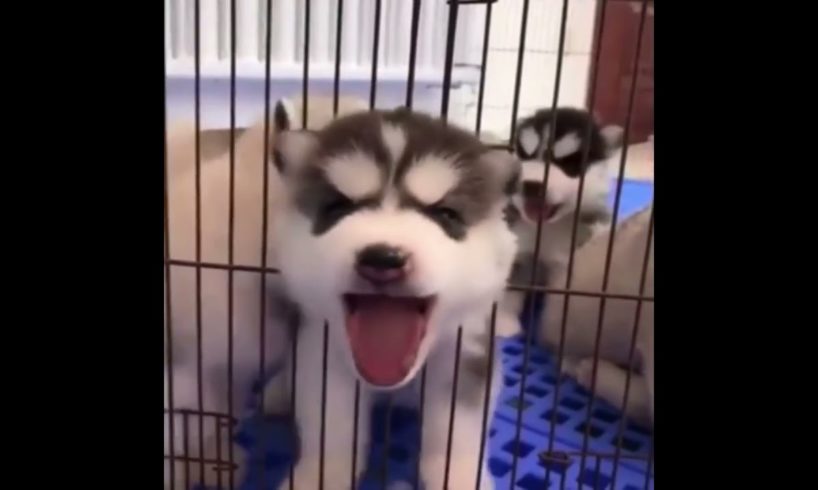 cutest puppies kittens dogs cats adorable cute funny
