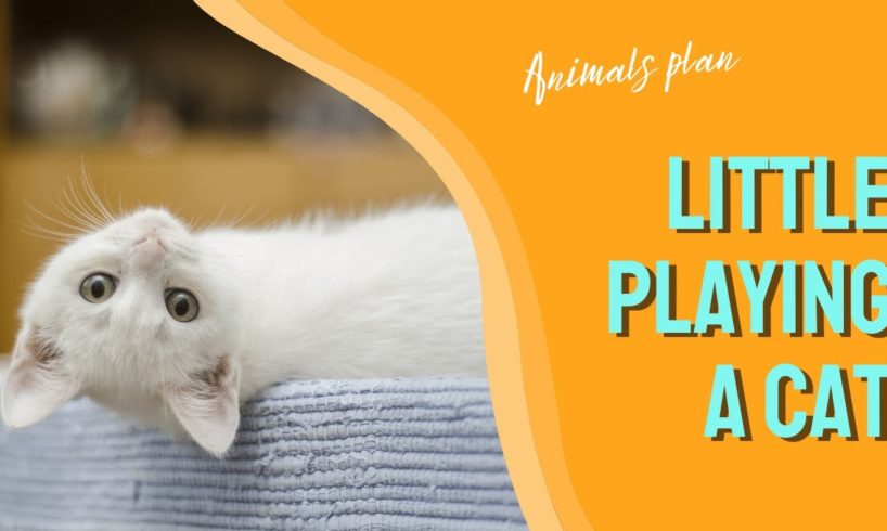 little cat playing//animals plan// cat video//❤️#short #2