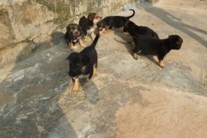 puppies ready to play, cutest puppies in the world, see link in the description #SHORTS