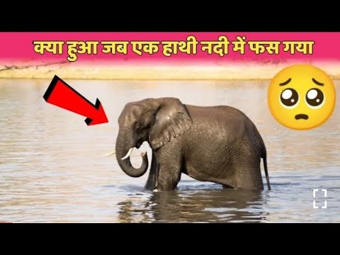 #shorts क्या हुआ जब एक हाथी नदी में गिर गया #animals #humanity #helping #elephant
