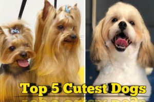 top cutest dog || animals || honest dogs