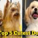 top cutest dog || animals || honest dogs