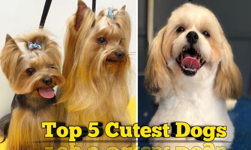 top cutest dog || animals || honest dogs