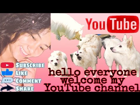 #video #animals #dog Japanese spitz next  video #subscribe #like  #comment Dogs are playing.