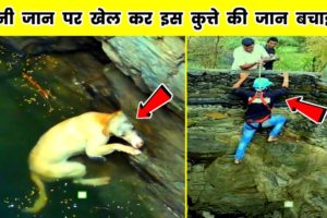 अपनी जान पर खेलकर इस कुत्ते की जान बचाई 👍#shorts | dog | rescues | facts in hindi | amazing facts