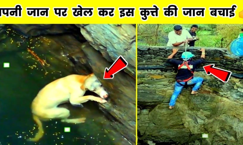 अपनी जान पर खेलकर इस कुत्ते की जान बचाई 👍#shorts | dog | rescues | facts in hindi | amazing facts